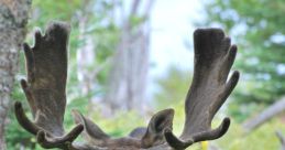 Moose