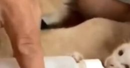 Viral Paws