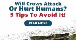 Night Crows You Are Under Attack