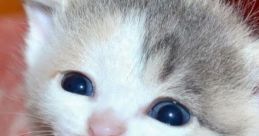 Best Of Cute Kittens Meowing Compilation 2018 || NEW