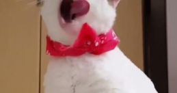 Funny Cats and Kittens Meowing Compilation