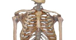 Skeleton