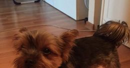 Bota mais cachorro