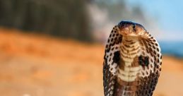 Cobra