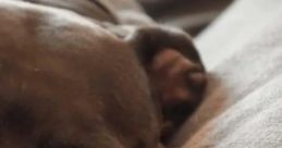 Sleeping Pitbull