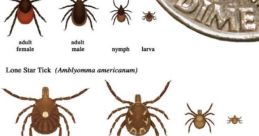 TICK1