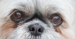 Doggie