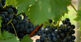 Boom Of Vine