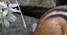 Chipmunks