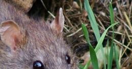 Ratten!