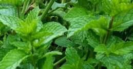 Peppermint