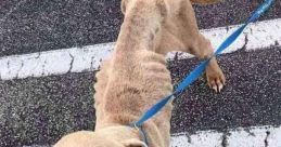 Perrito Encerrado
