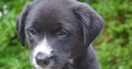 Bora cachorro!