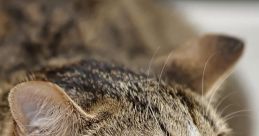 Nervous Cat Play and download Nervous Cat clips. #no #uncertain #trepidation #nervous #anxious #scared