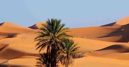 Sahara
