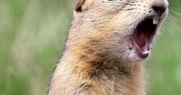 Gopher