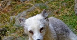Fuchs