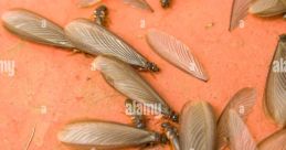 Termite
