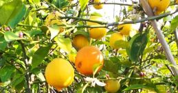 Limon Ye Lan