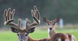 VenADO