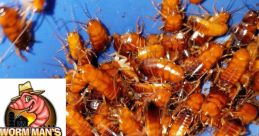 I live with roaches real The of "I live with roaches real" echo through the dimly lit apartment, a constant reminder of the