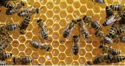 Bee Pants, then Collapses