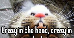 Are you crazy in the head man