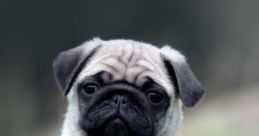Pug