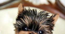 Left pocket dog
