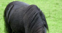 Negro Pony