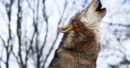 Wolf Howl - Nearby The eerie night was filled with the haunting of a Wolf Howl - Nearby. The mournful cry echoed through
