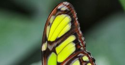 Butterfly wings fly
