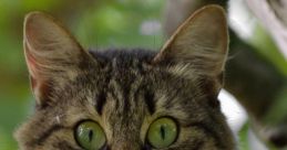 Animal Scream