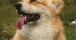 Corgi