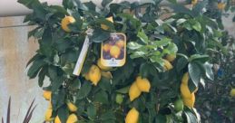 Benim Limonum