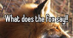 WHAT DOES DA FOX SAY?