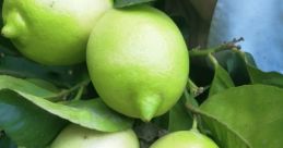 Limonses