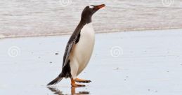 Penguin Waddle