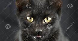 Creepy Meow