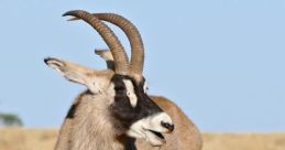 L'antilope The name "L'antilope" rolls off the tongue with a delicate grace, much like the animal it represents. The soft,