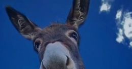 Source - Burro!