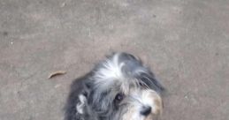 Cachorro pituxo