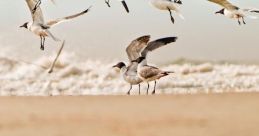 Seagulls and waves effect