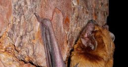 Tengo un noctulo