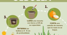 Cebolla coño