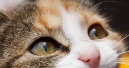 Cat Yowl