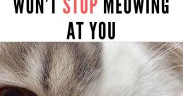 I Go Meowwww "I Go Meowwww" are not just any ordinary . They are the distinctive meows of a playful and lively cat. Each is