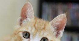 Katze