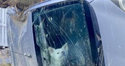 Knock cachorro dentro do carro