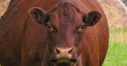Big fat cow T_T